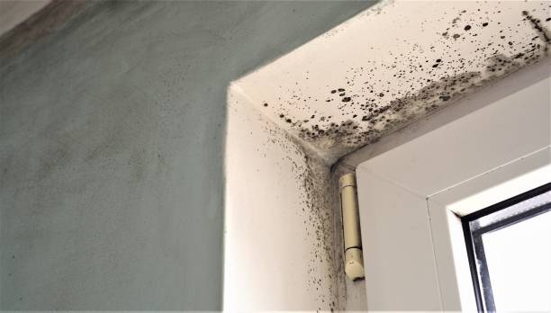 Best Post-Construction Mold Inspection  in Jeffersonville, KY