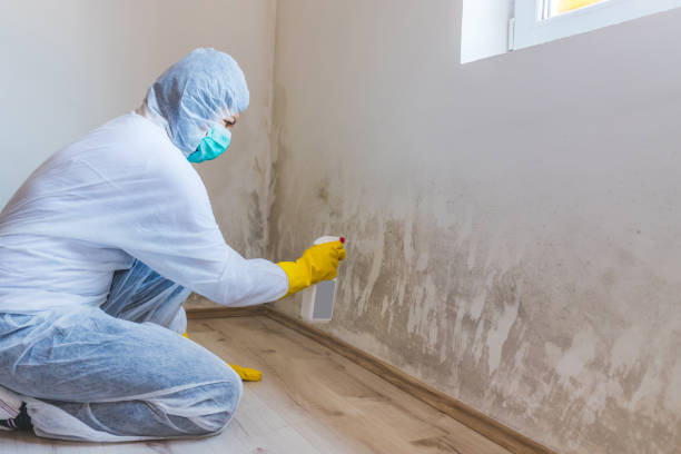 Best Mold Damage Restoration  in Jeffersonville, KY