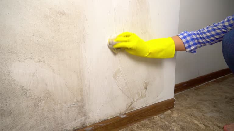 Best Environmental Consulting for Mold Prevention  in Jeffersonville, KY