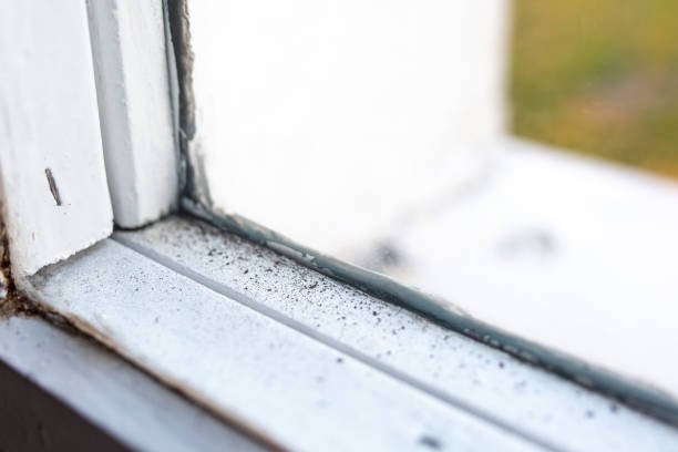 Best Mold Prevention Services  in Jeffersonville, KY