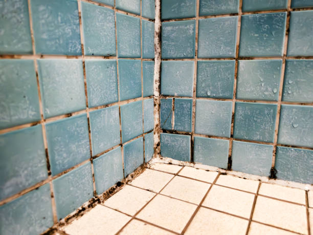 Best Air Quality Testing for Mold Spores  in Jeffersonville, KY