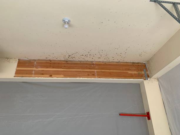 Trusted Jeffersonville, KY Mold Removal Experts