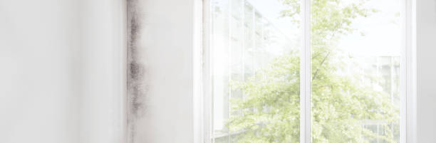 Best Attic Mold Removal  in Jeffersonville, KY