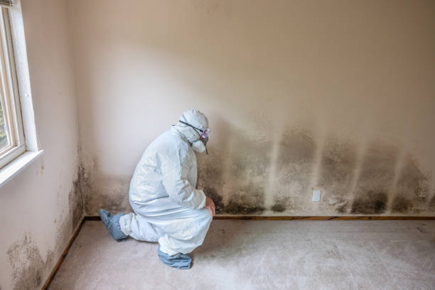 Best Mold Documentation for Insurance Claims  in Jeffersonville, KY