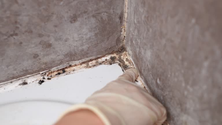 Asbestos and Lead Testing During Mold Inspection in Jeffersonville, KY